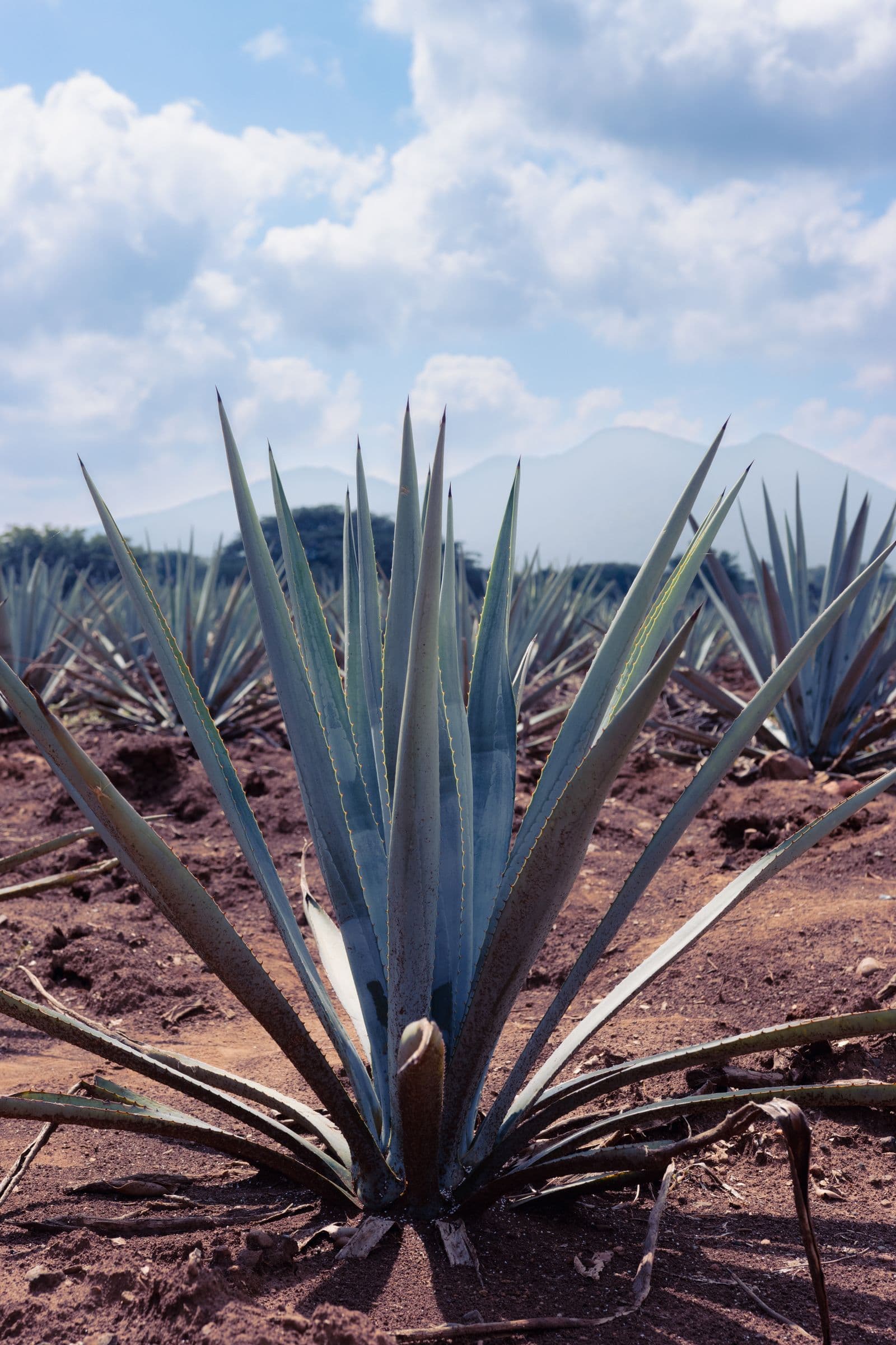 Campos de henequén — el oro verde de Yucatán